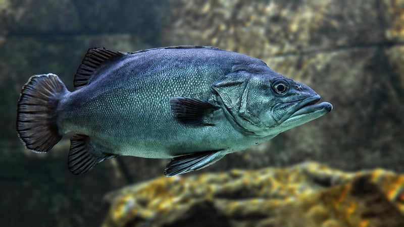 Underwater Treasure